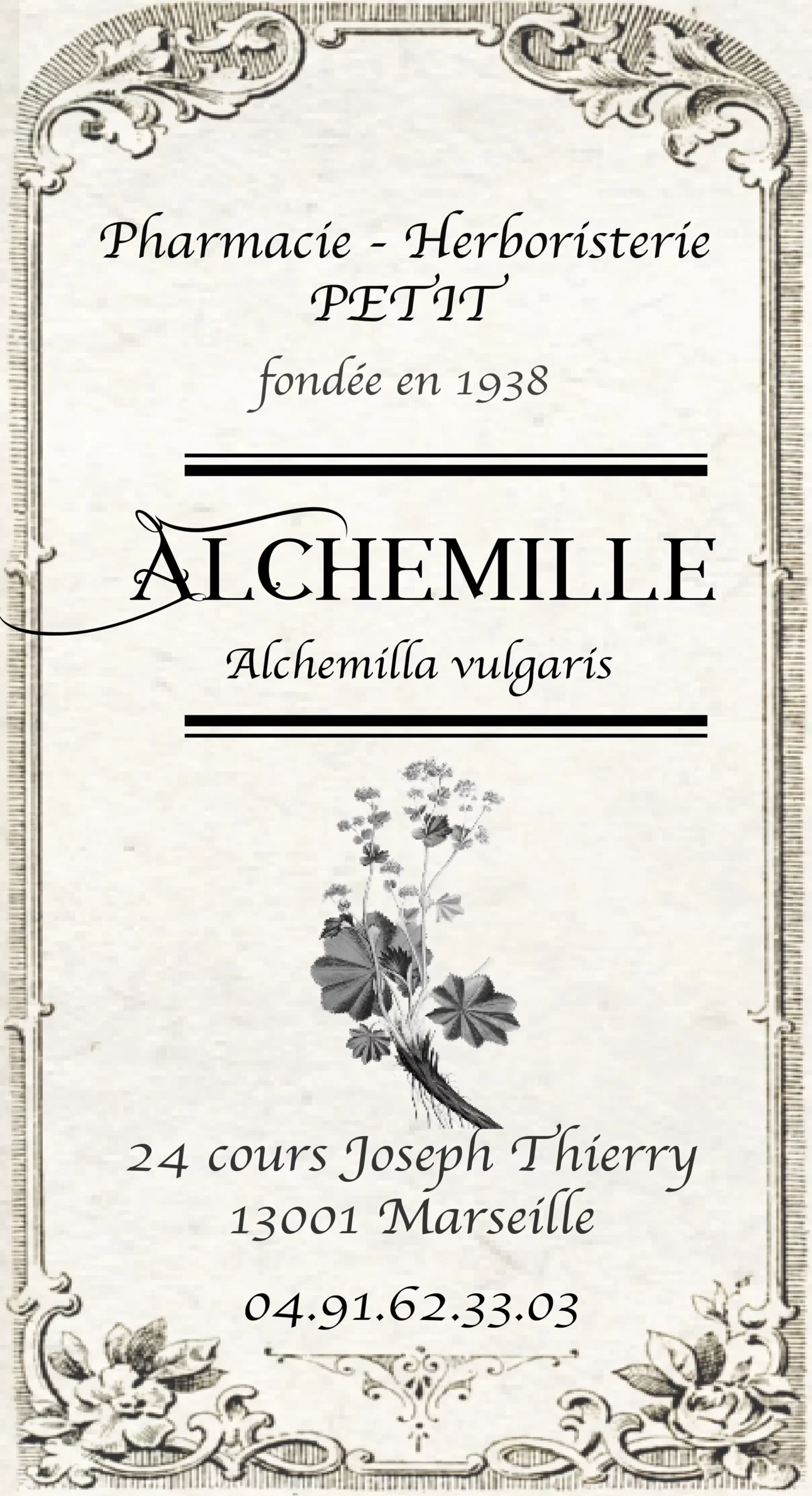 Alchémille – Alchemilla vulgaris – Image 2