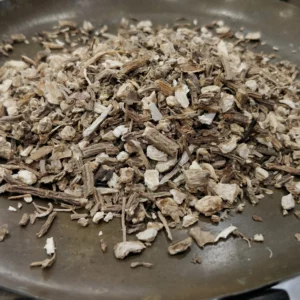 Angélique – Angelica archangelica (Racine)