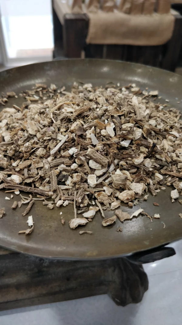 Angélique – Angelica archangelica (Racine)