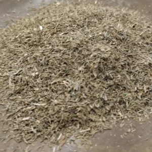 Aneth – Anethum graveolens (Feuille)