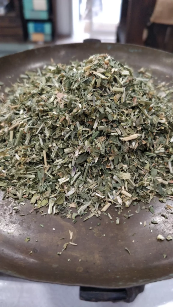 Alfafa – Medicago sativa