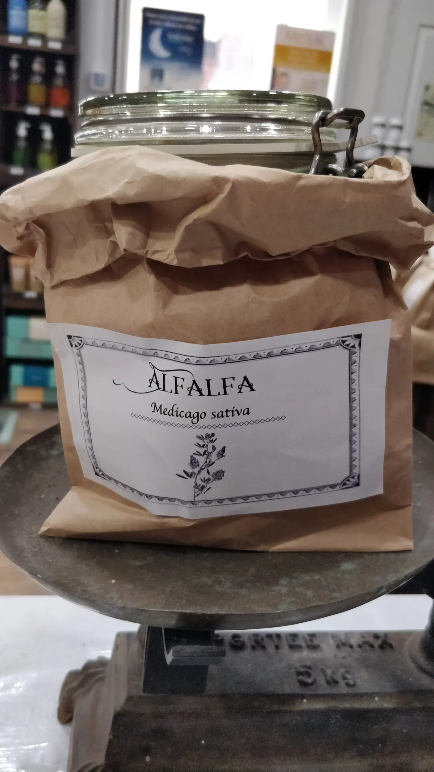 Alfafa – Medicago sativa – Image 2