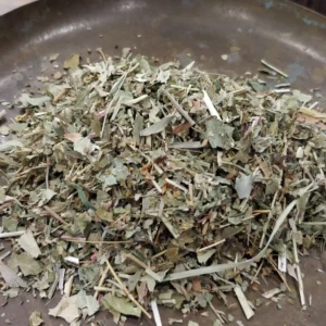 Alchémille – Alchemilla vulgaris