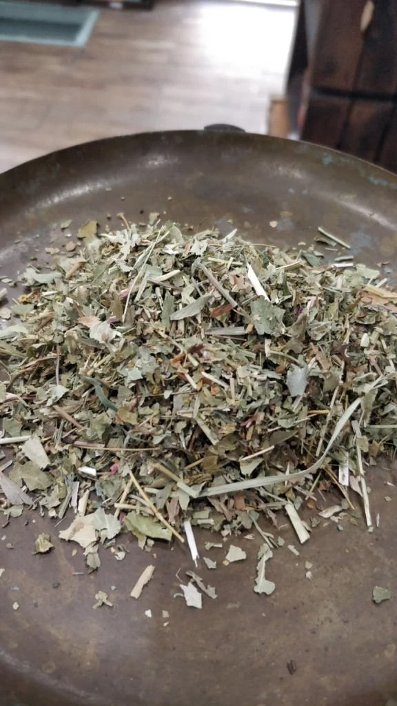 Alchémille – Alchemilla vulgaris