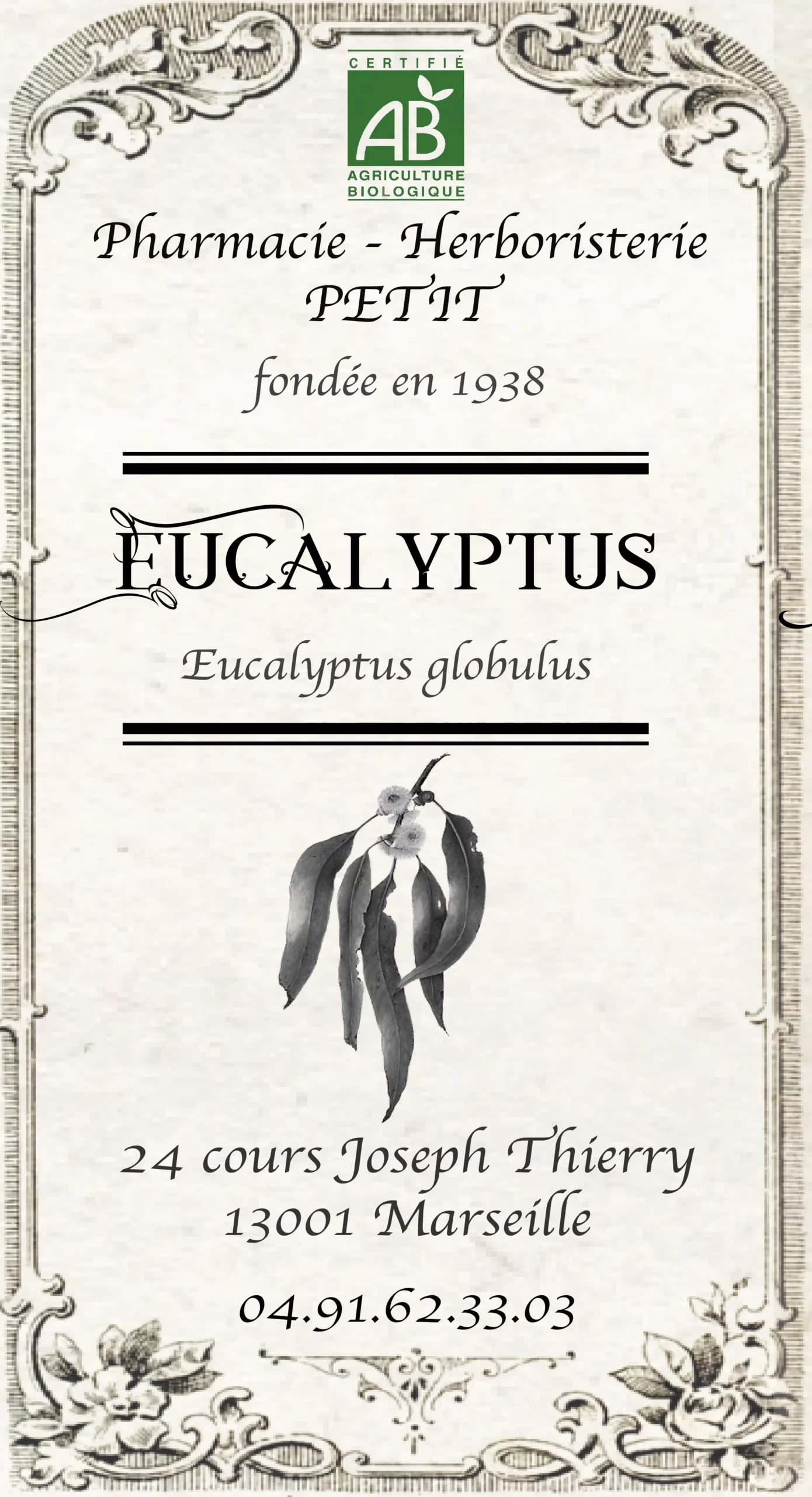 Eucalyptus – Eucalyptus globulus – Image 3