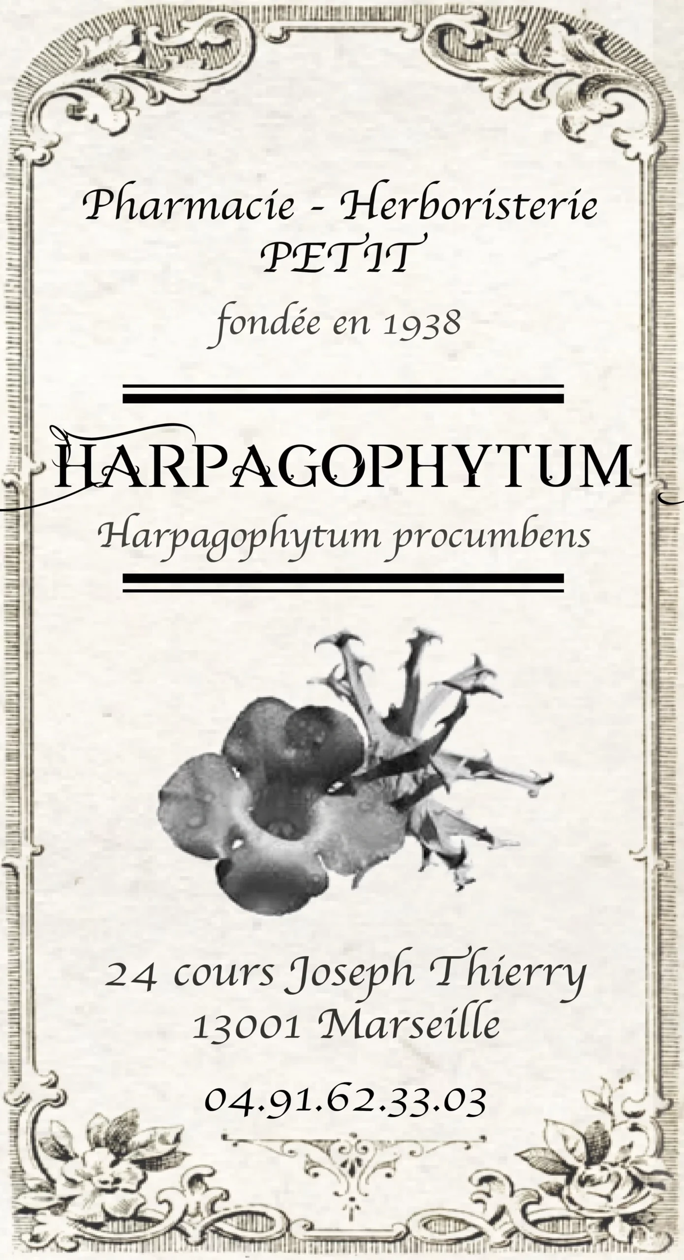 Harpagophytum - Harpagophytum procumbens – Image 2