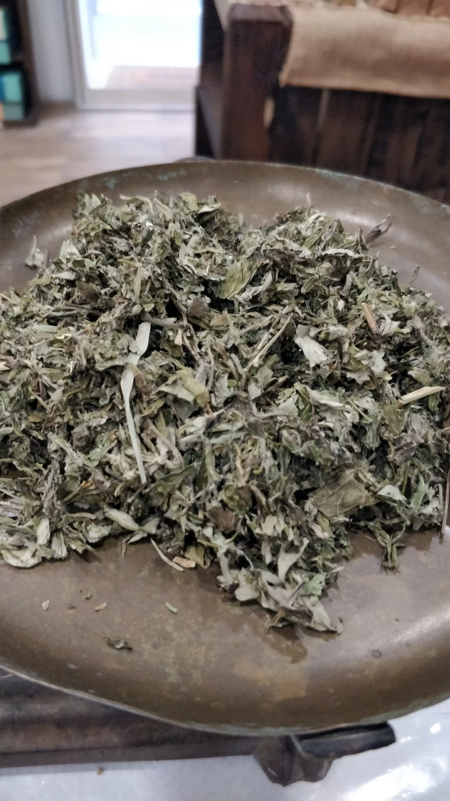 Armoise commune – Artemisia vulgaris