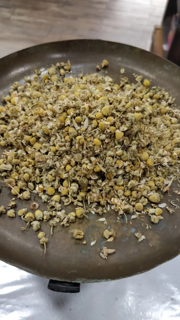 Camomille allemande – Matricaria chamomilla