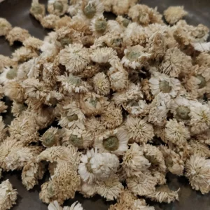 Camomille noble – Anthemis nobilis