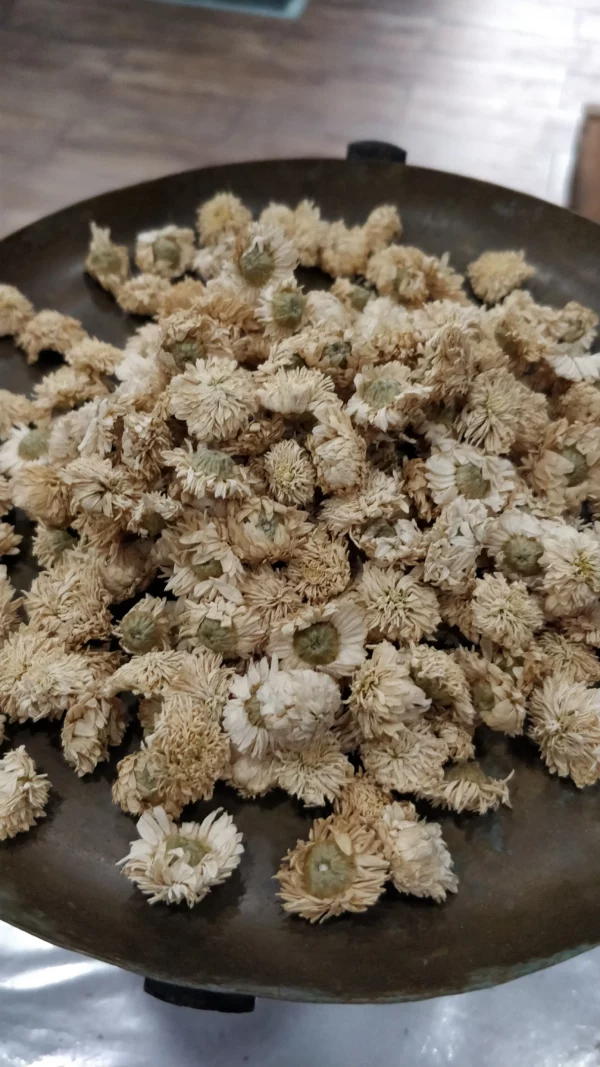 Camomille noble – Anthemis nobilis