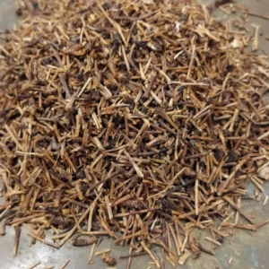 Cerisier – Prunus cerasus