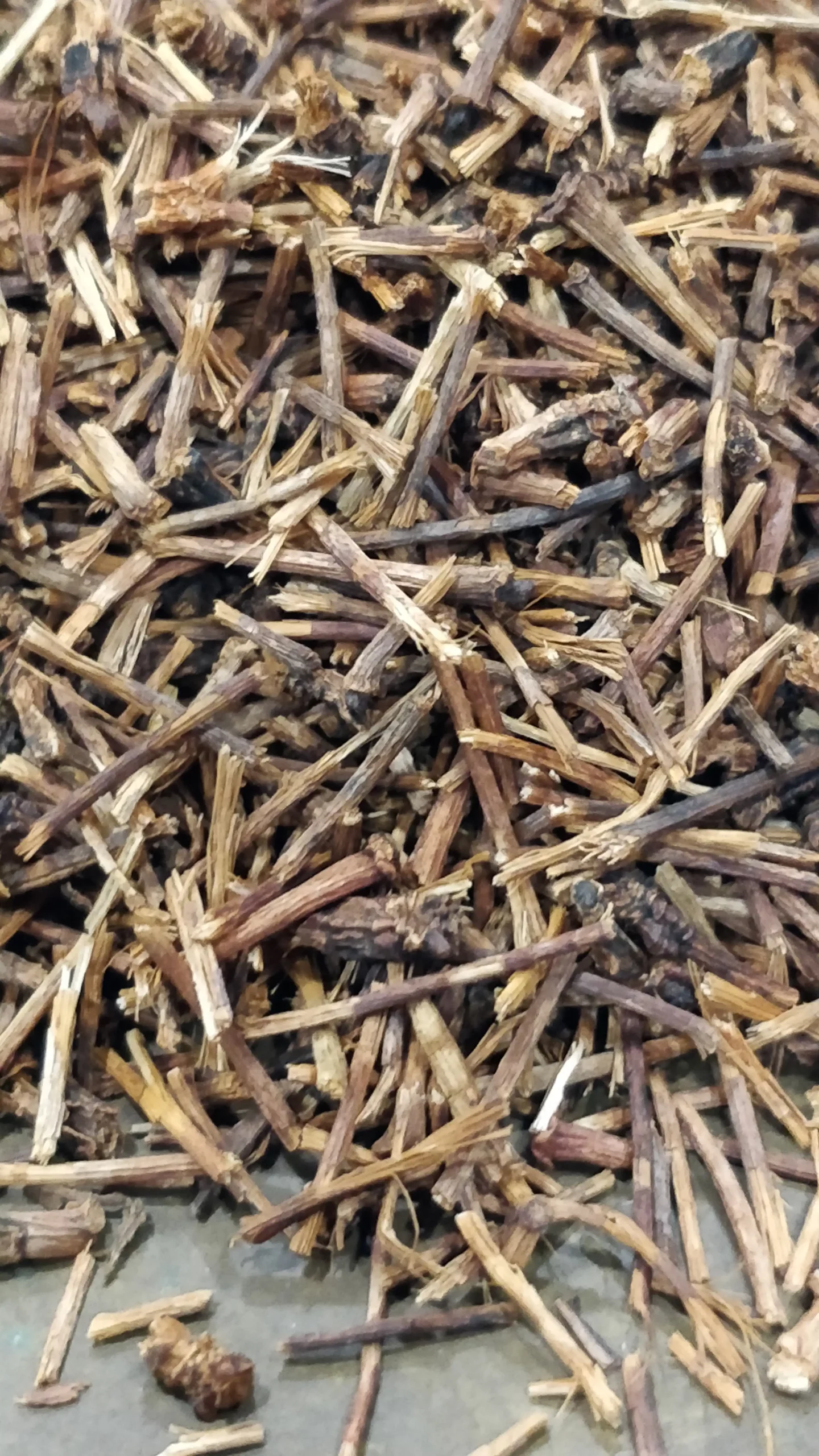 Cerisier – Prunus cerasus – Image 3