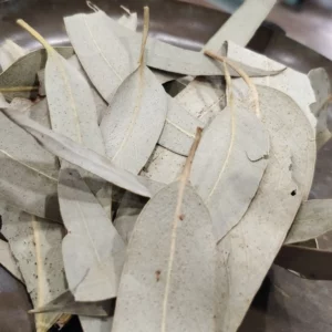Eucalyptus - Eucalyptus globulus