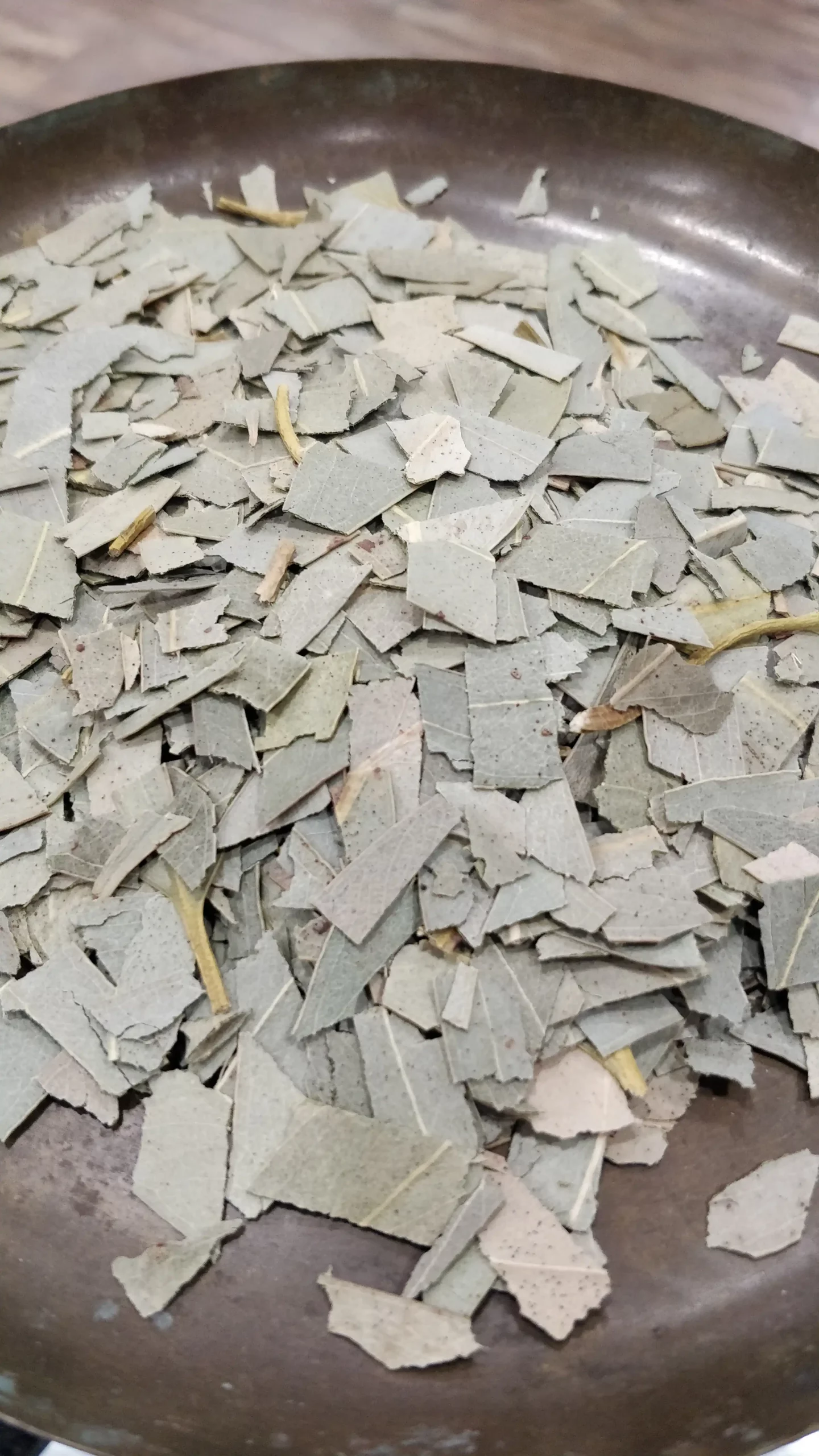 Eucalyptus – Eucalyptus globulus