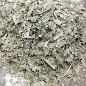 Frêne - Fraxinus excelsior