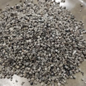 Gattilier - Vitex agnus castus