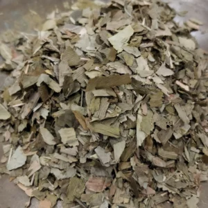 Ginkgo - Ginkgo biloba