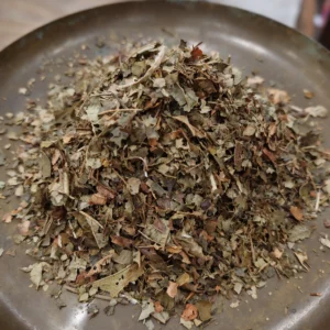 Hamamelis - Hamamelis virginiana