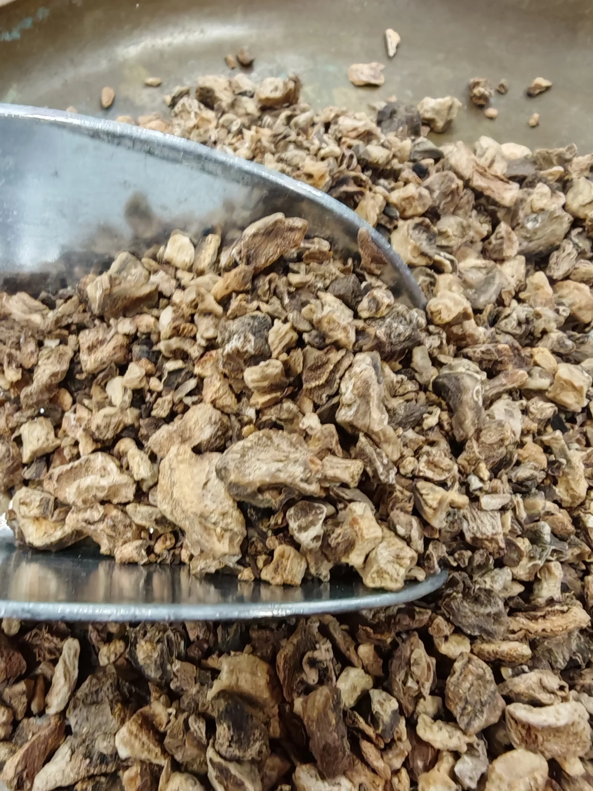 Harpagophytum - Harpagophytum procumbens – Image 3