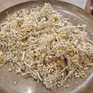 Immortelle - Helichrysum italicum