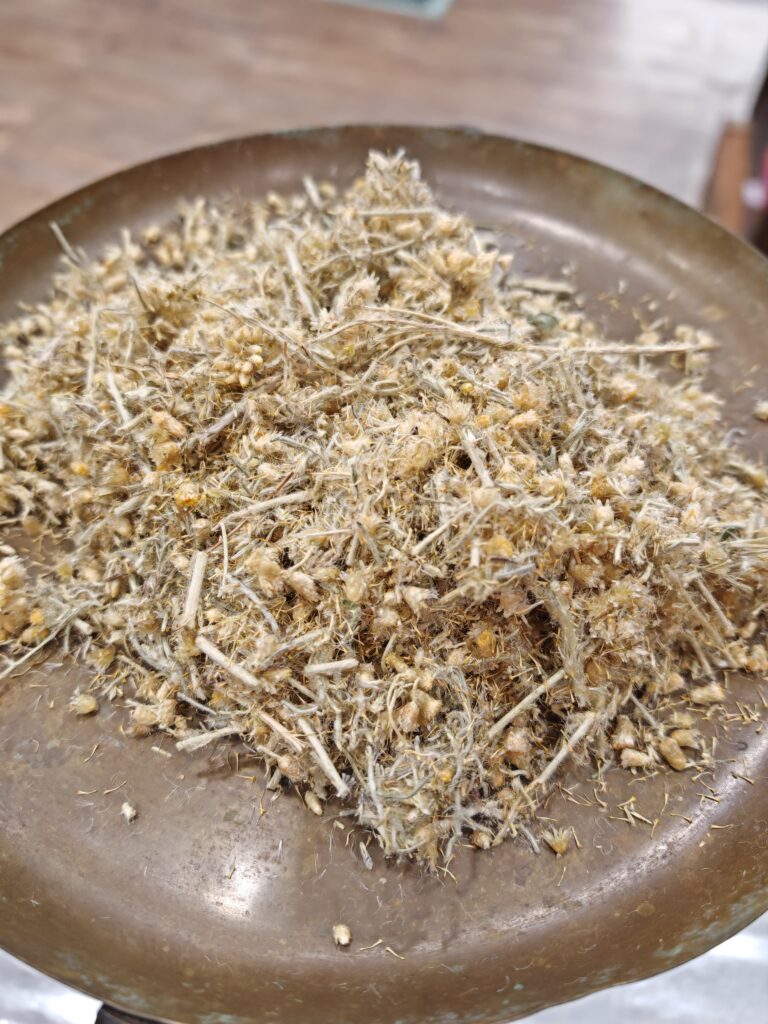 Immortelle - Helichrysum italicum