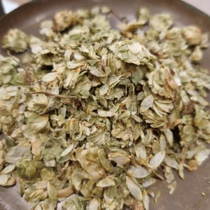 Houblon - Humulus lupulus