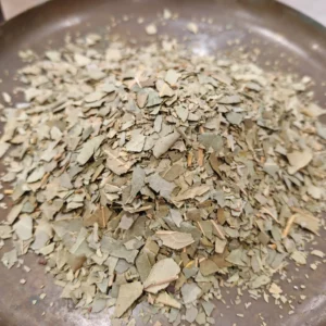 Laurier sauce - Laurus nobilis