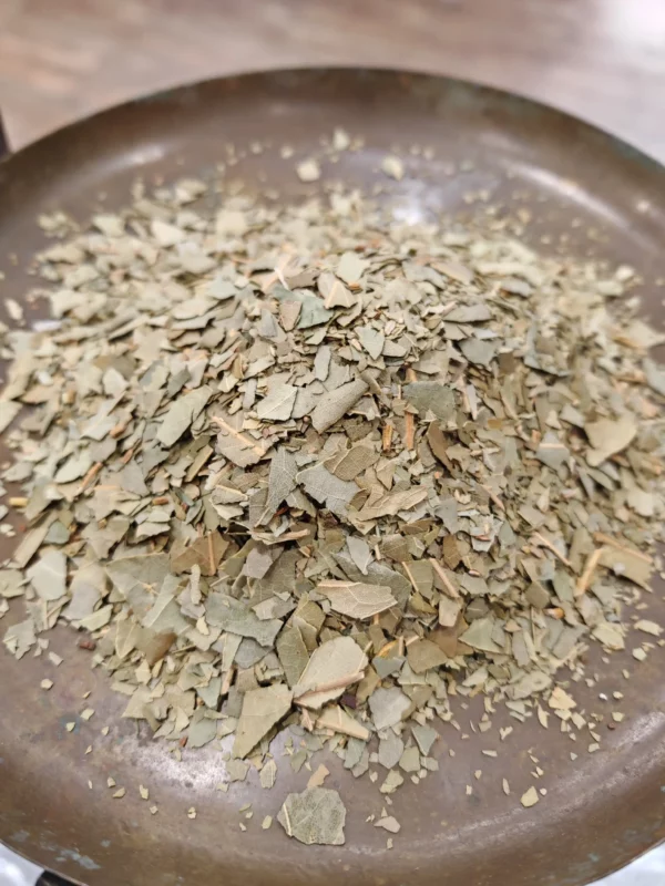 Laurier sauce - Laurus nobilis