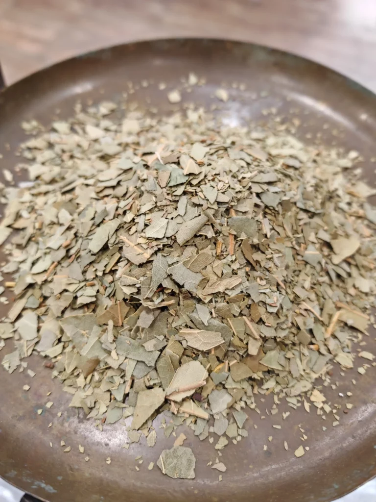 Laurier sauce - Laurus nobilis