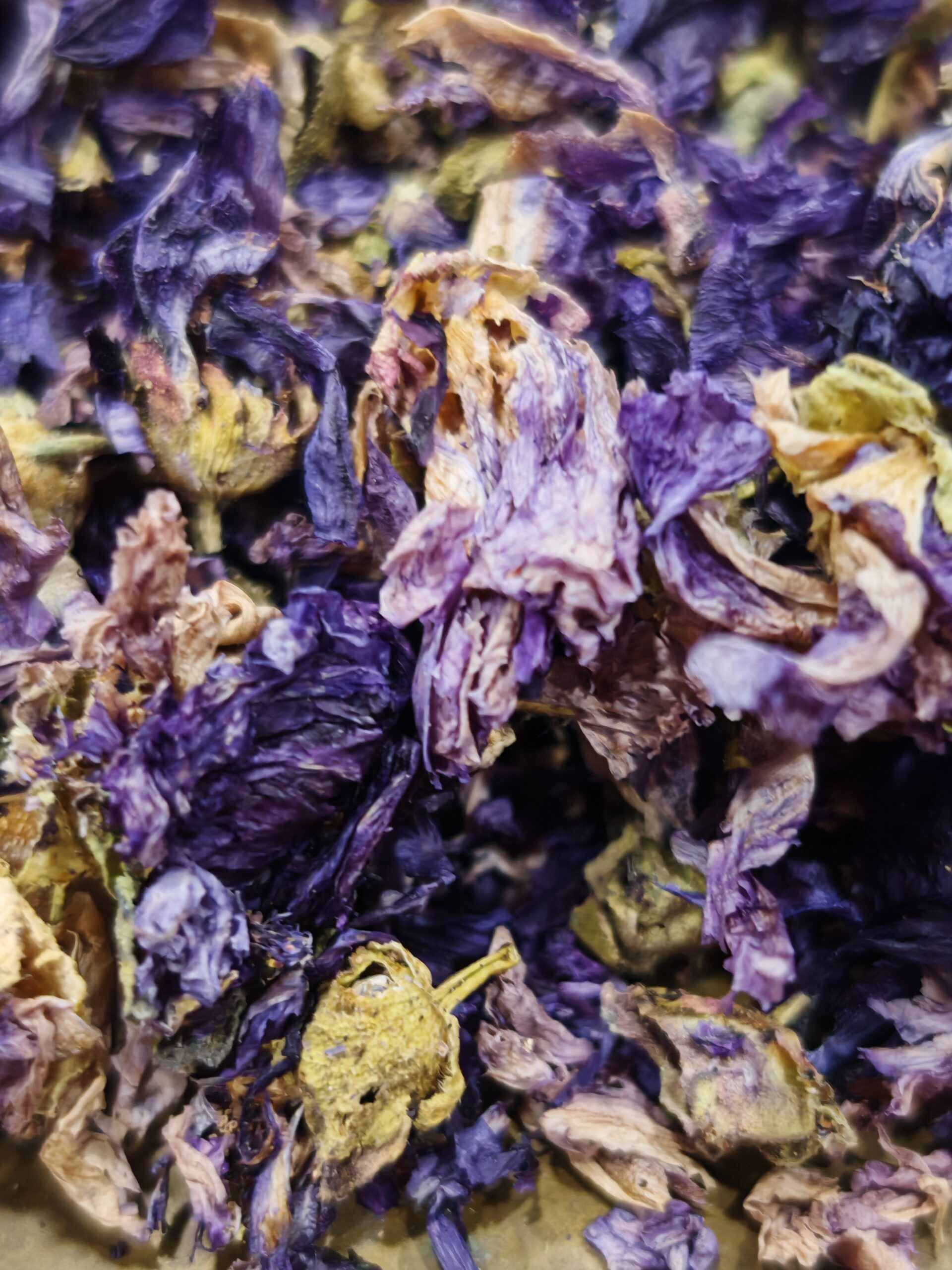 Mauve (fleur) - Malva sylvestris – Image 3