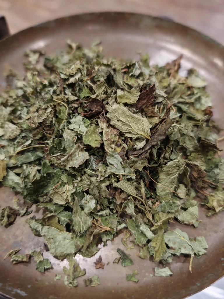 Mélisse - Melissa officinalis
