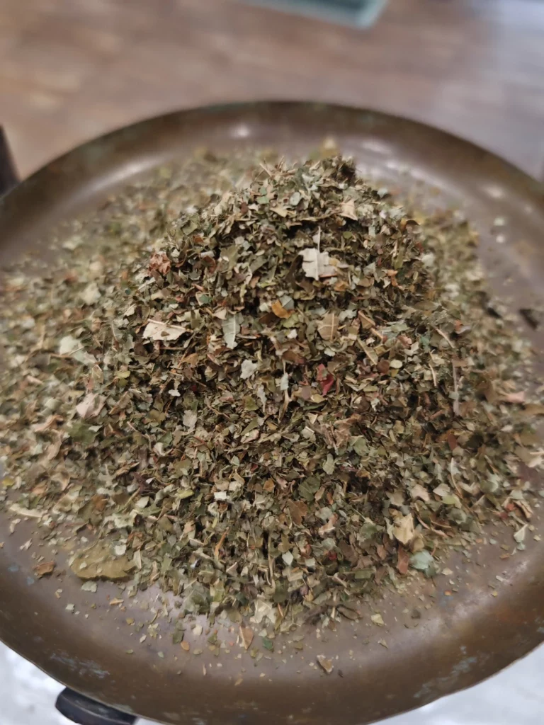 Noisetier - Corylus avellana