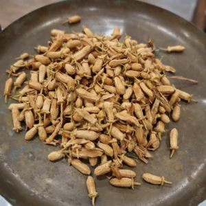 Oranger bigaradier (boutons)- Citrus aurantium var. amara