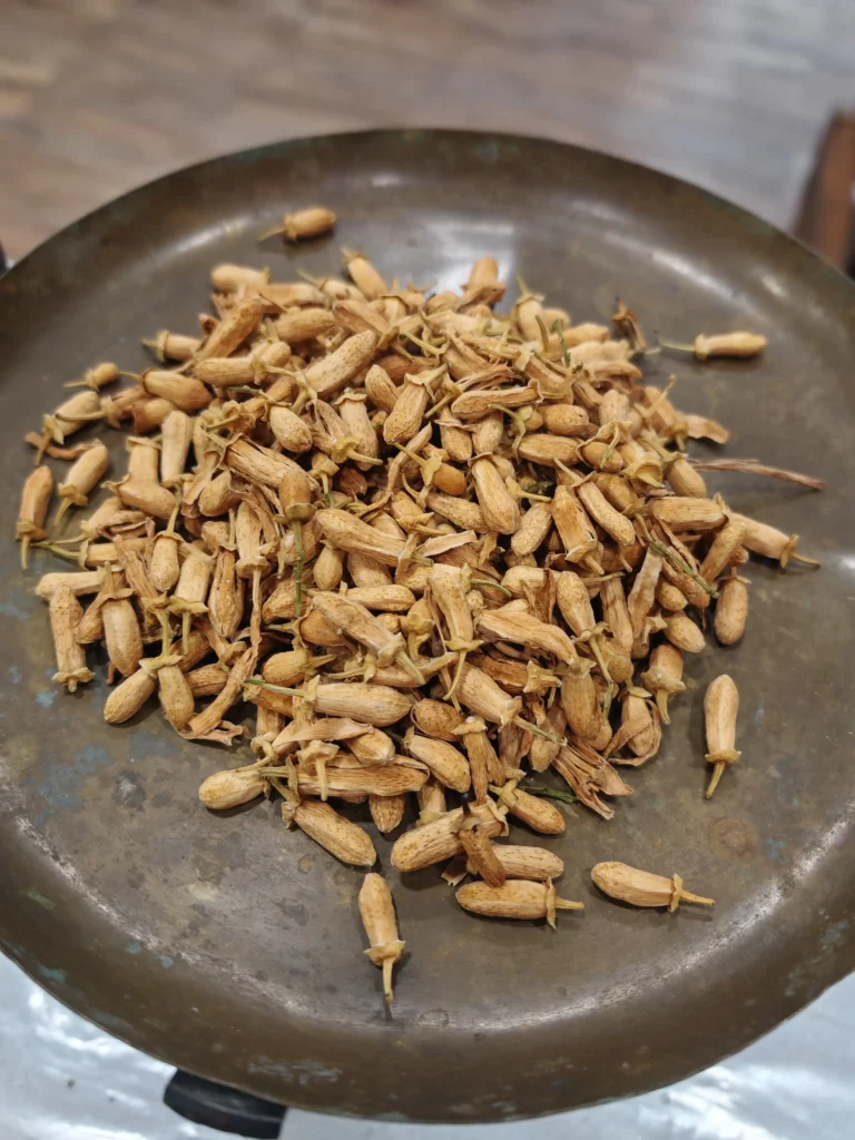 Oranger bigaradier (boutons)- Citrus aurantium var. amara