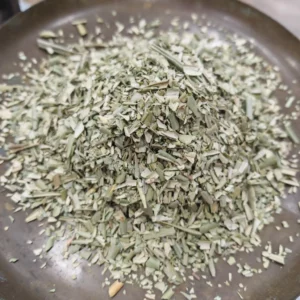 Olivier - Olea europeana