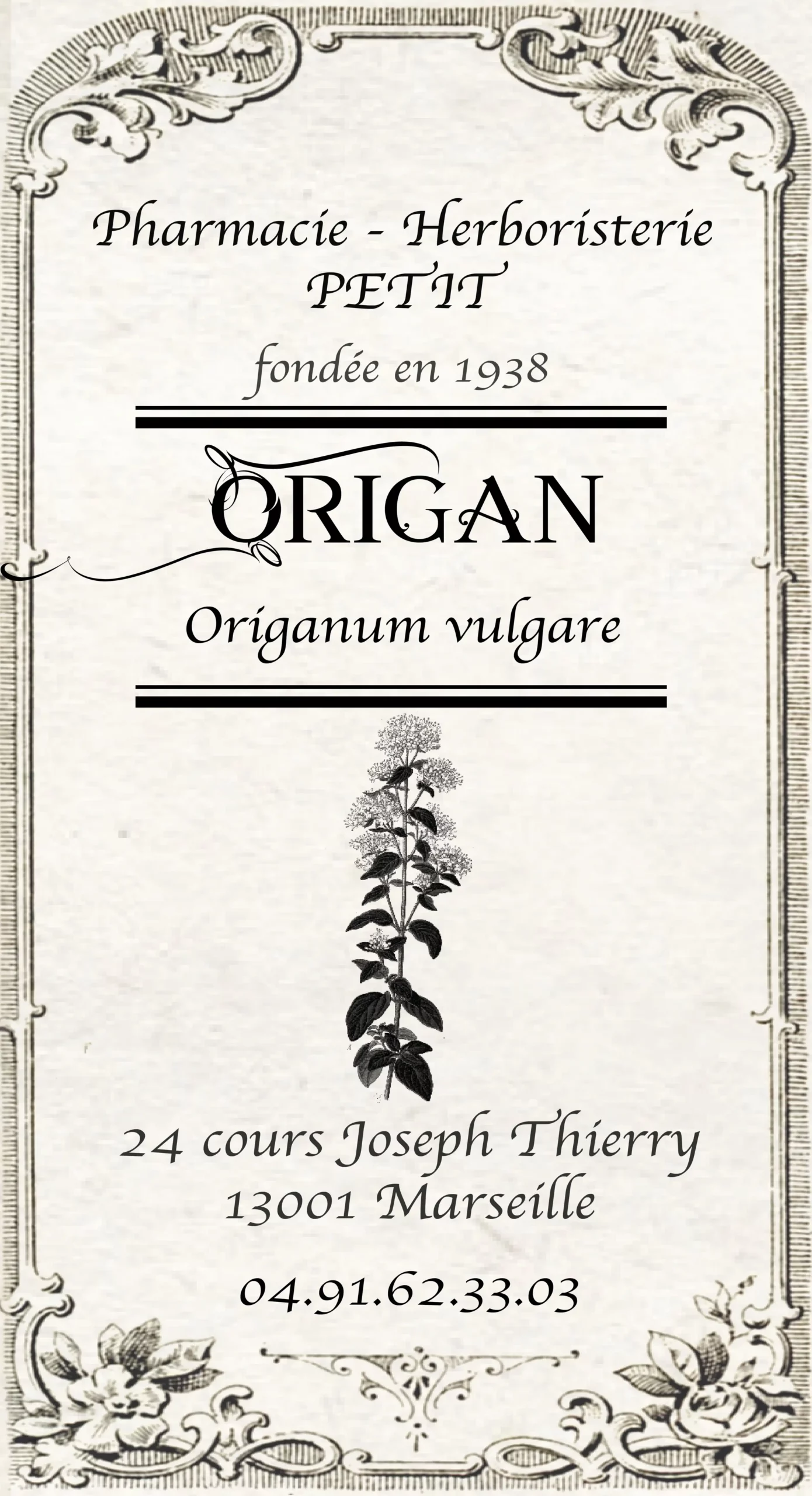 Origan - Origanum vulgare – Image 2