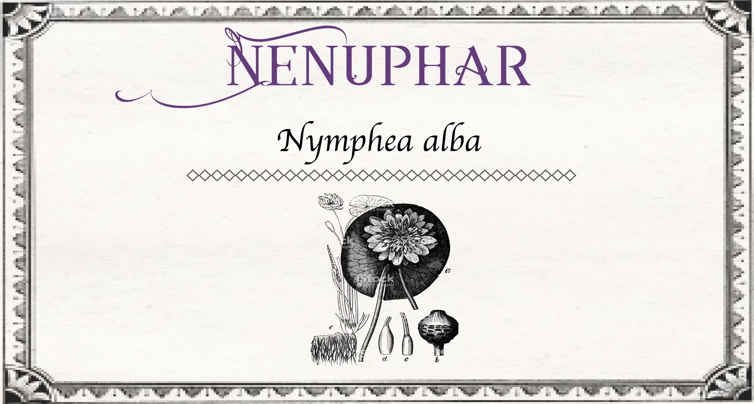 Nénuphar - Nymphaea alba – Image 3