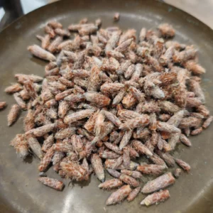 Pin sylvestre - Pinus sylvestris