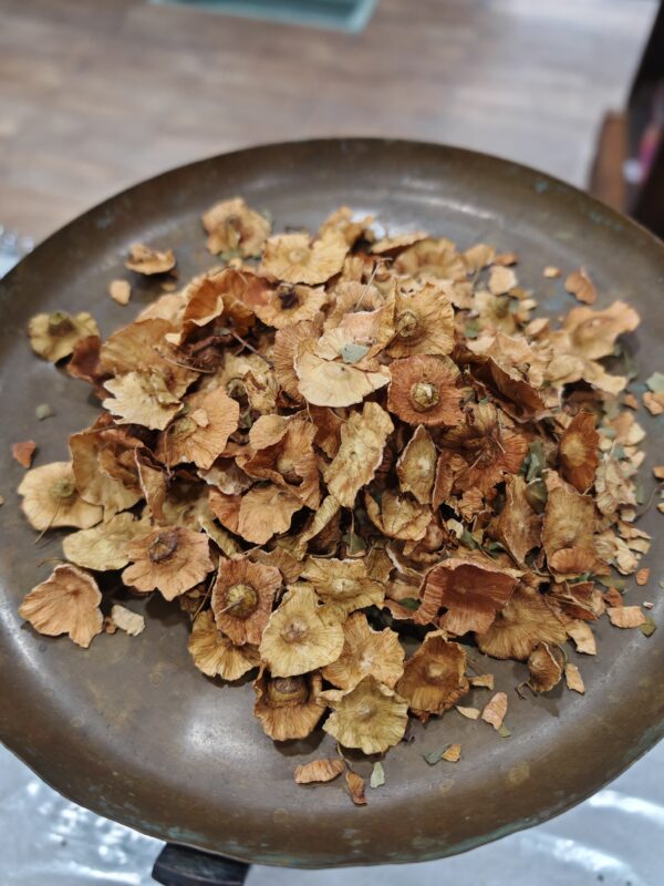 Paliure - Paliurus aculeatus