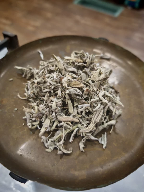 Sauge officinale – Salvia officinalis