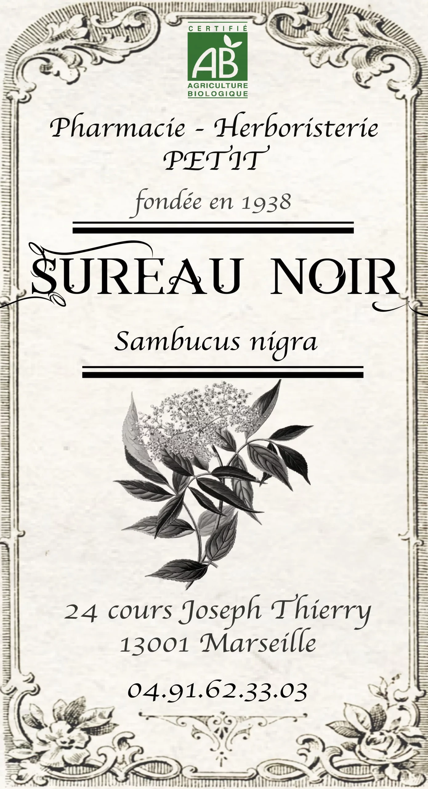 Sureau noir - Sambucus nigra – Image 2